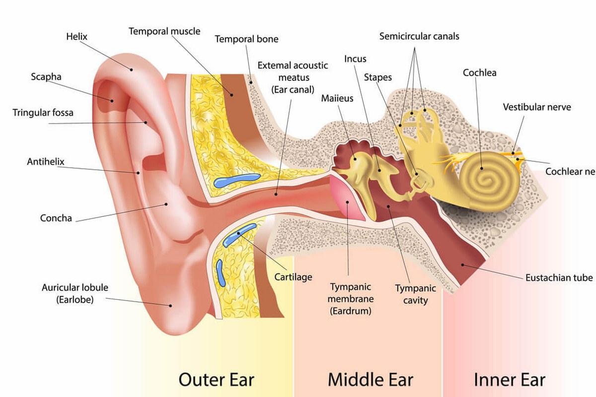 Ear health illustration for Ear Pain After Waking