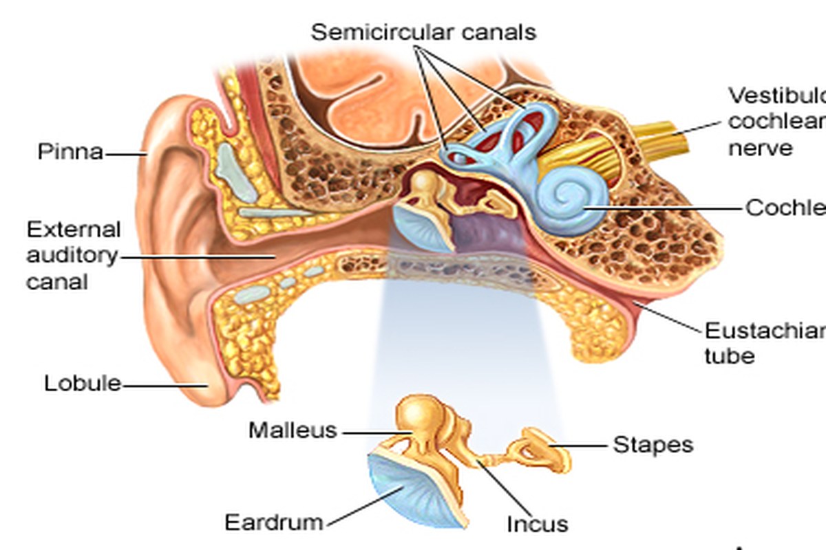 Ear health illustration for Ear Pain After Waking