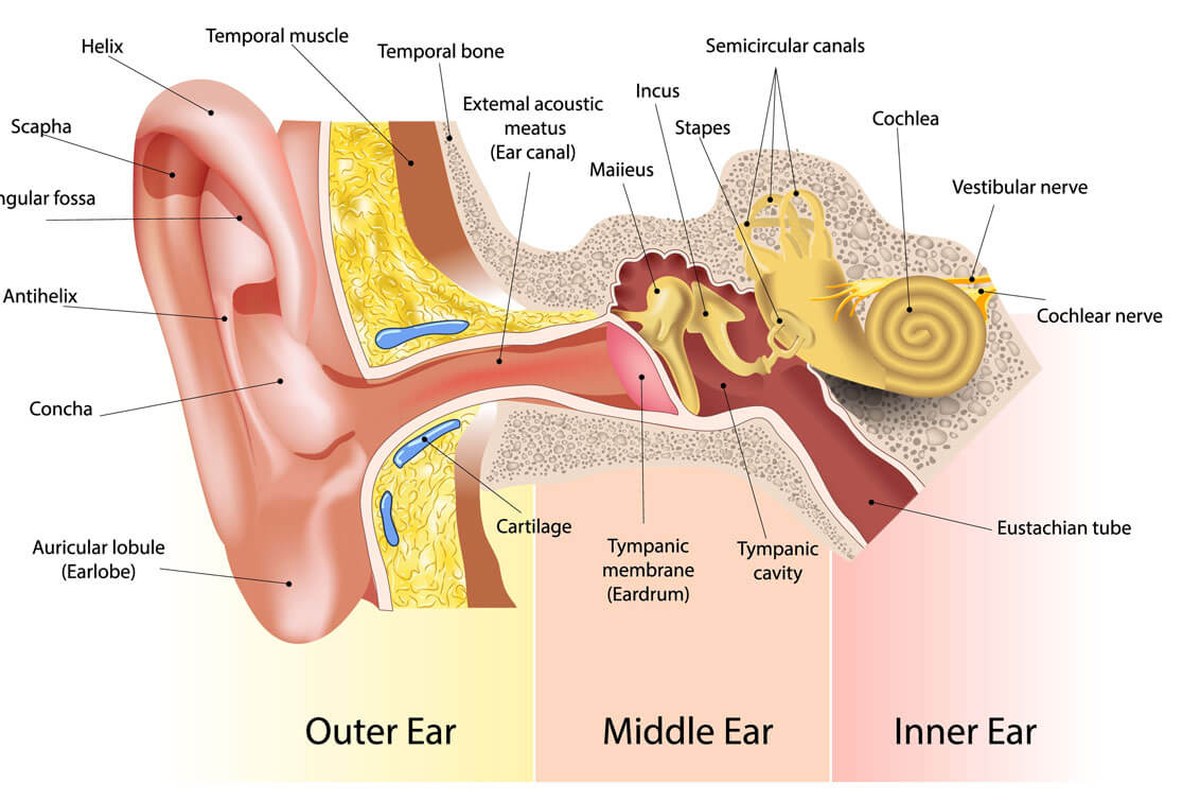 Ear health illustration for Ear Pain While Sleeping
