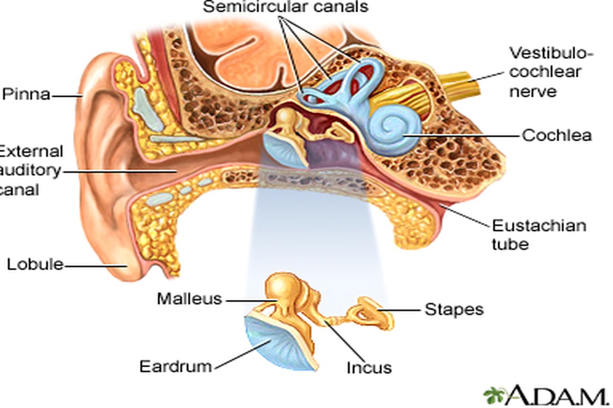 Ear health illustration for Ear Pain With Headache