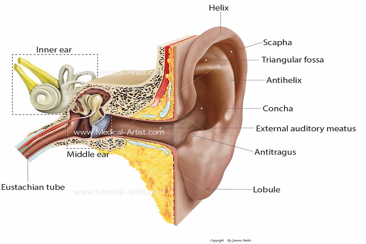 Ear health illustration for Ear Pain With Headache