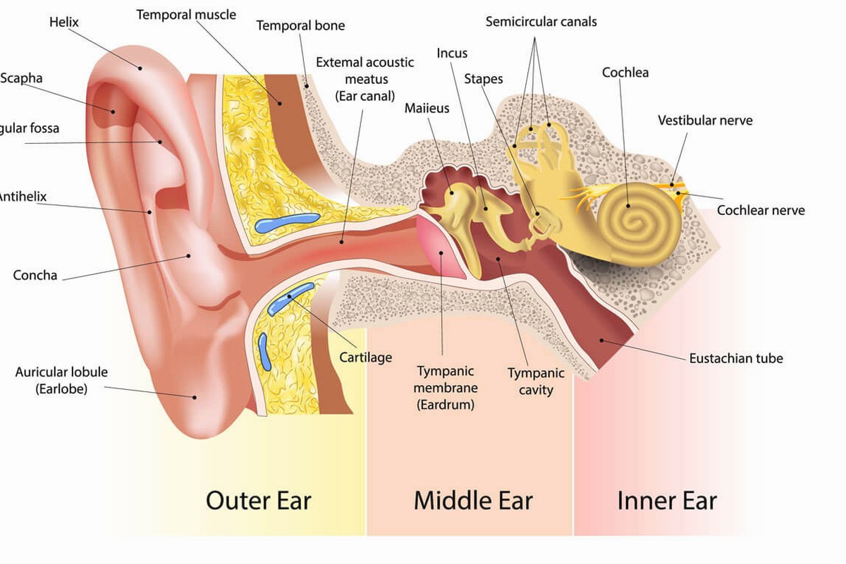 Ear health illustration for Ear Pain With Fever