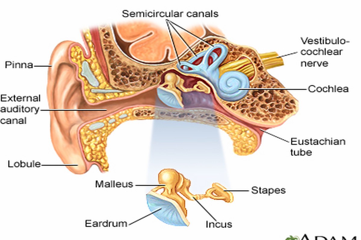 Ear health illustration for Ear Pain With Fever
