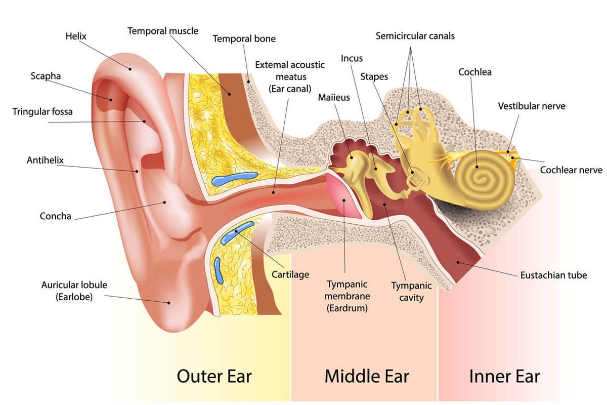 Ear health illustration for Ear Pain With a Cold