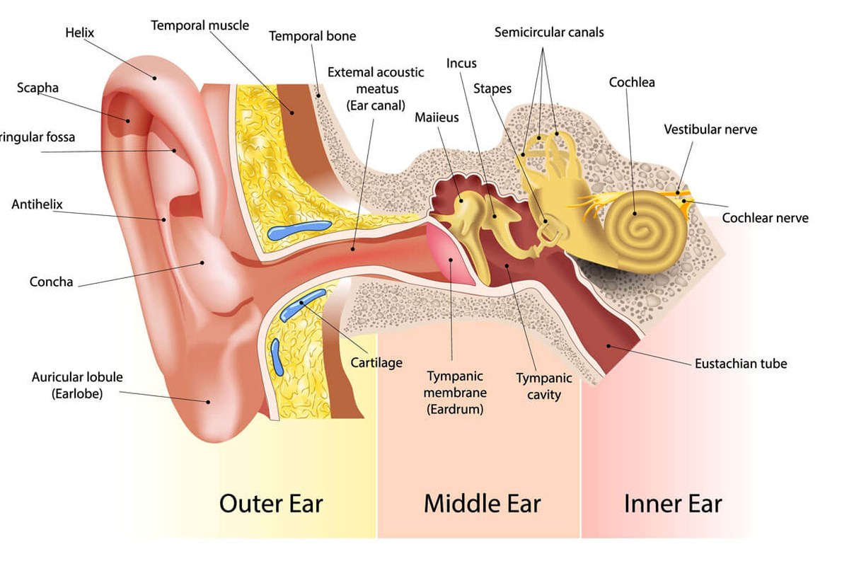 Ear health illustration for Ear Pain With Toothache
