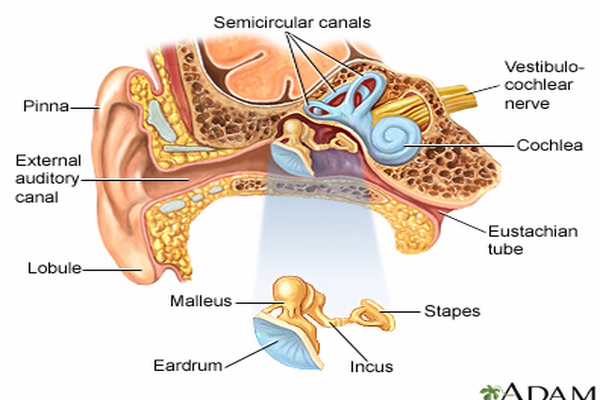 Ear health illustration for Ear Pain With Toothache
