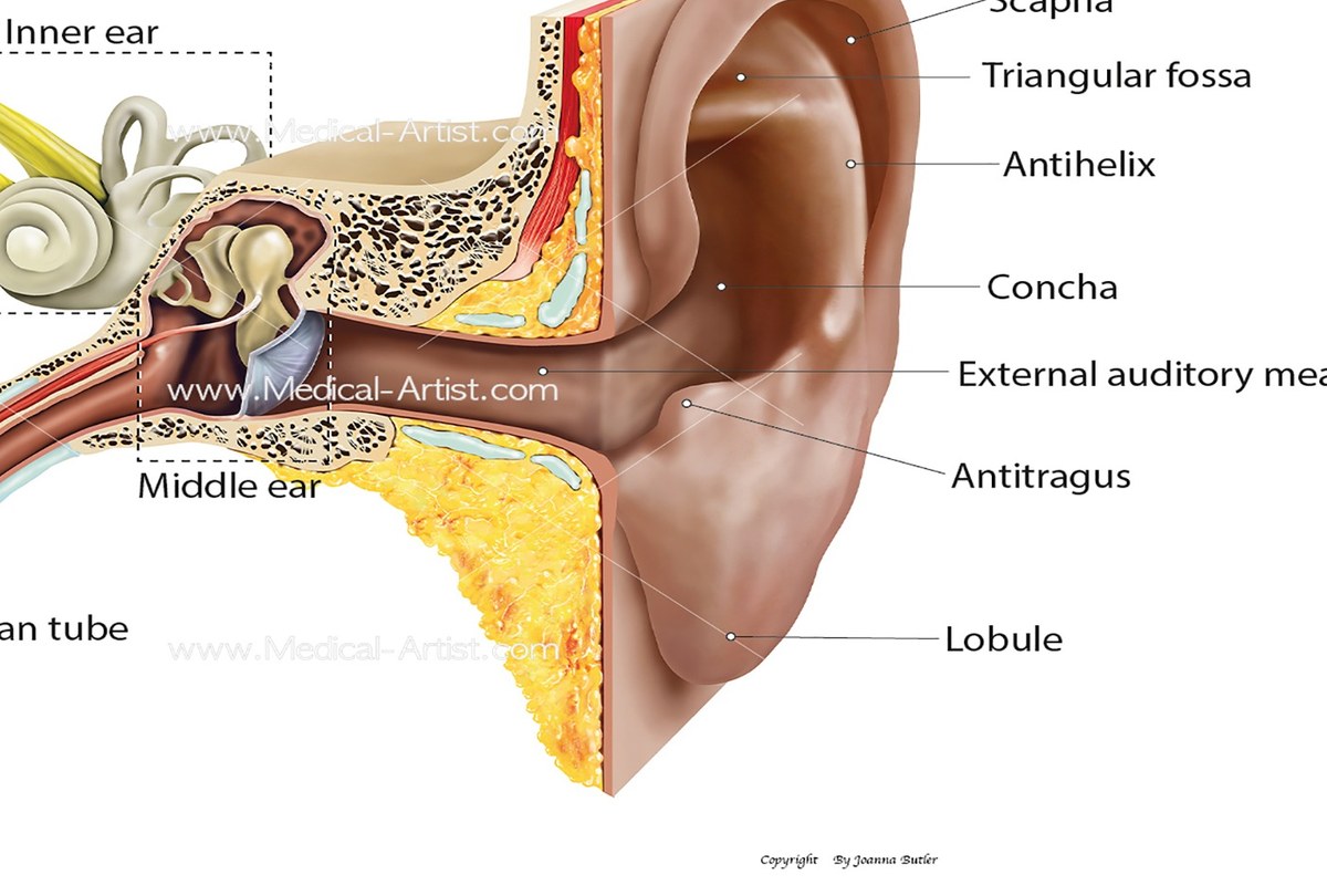 Ear health illustration for Ear Pain With Jaw Pain