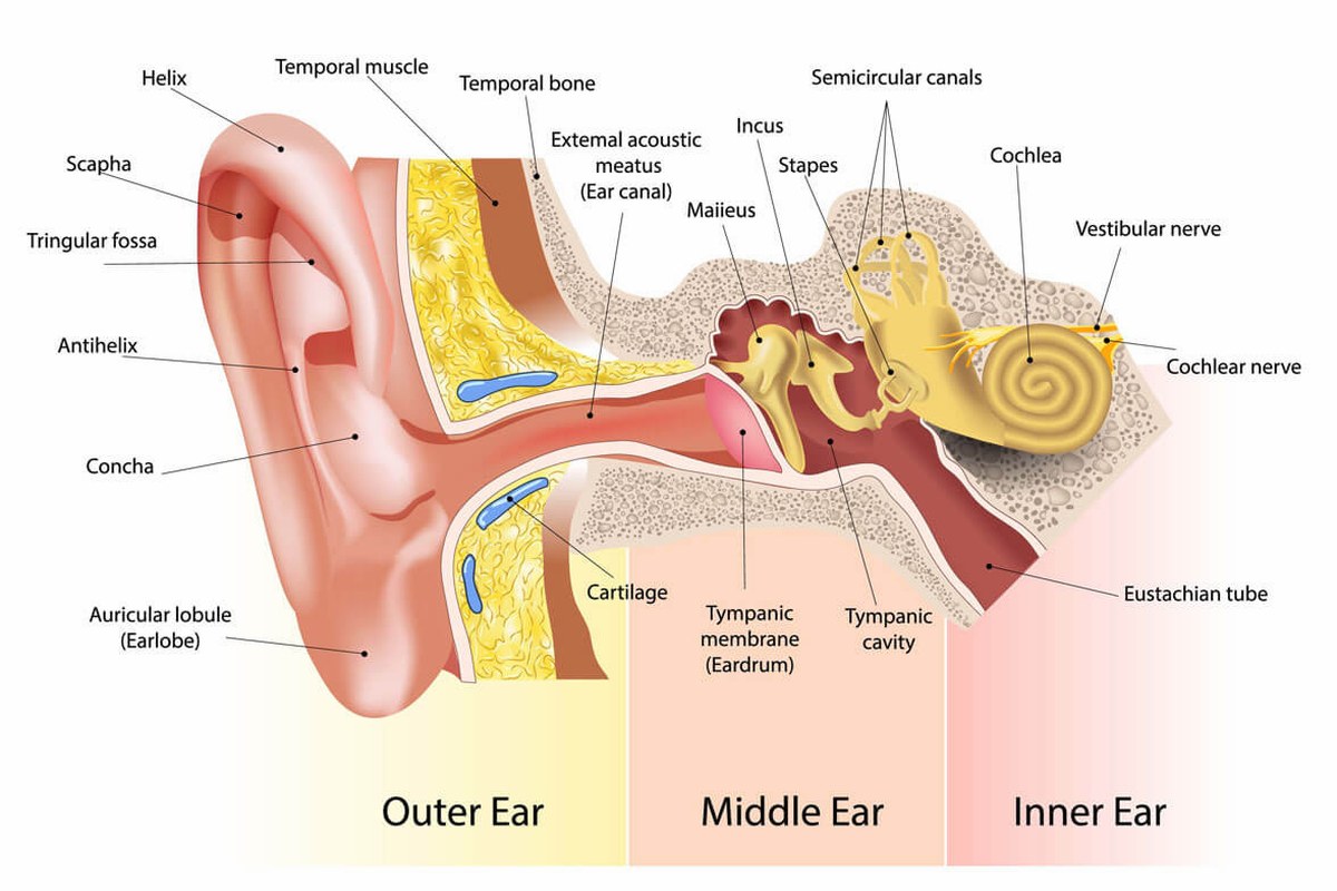 Ear health illustration for Ear Pain With Itching