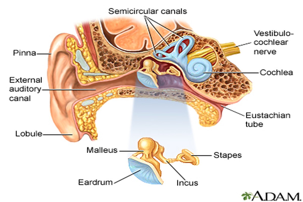 Ear health illustration for Ear Pain With Itching