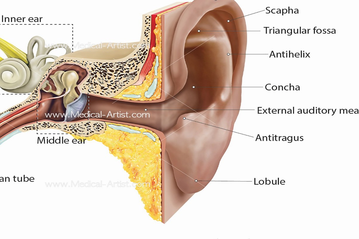 Ear health illustration for Ear Pain With Itching