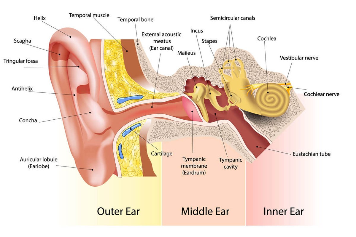 Ear health illustration for Ear Pain With Ear Drainage