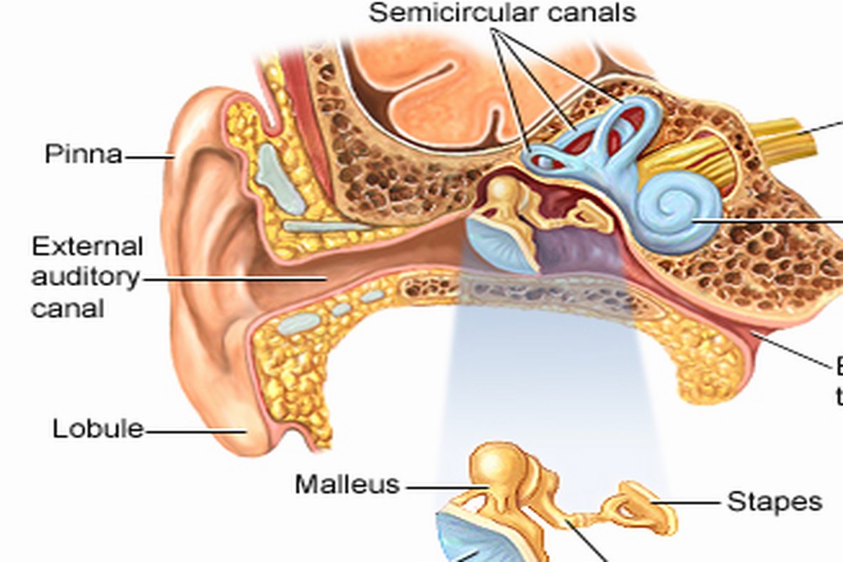 Ear health illustration for Ear Pain With Hearing Changes