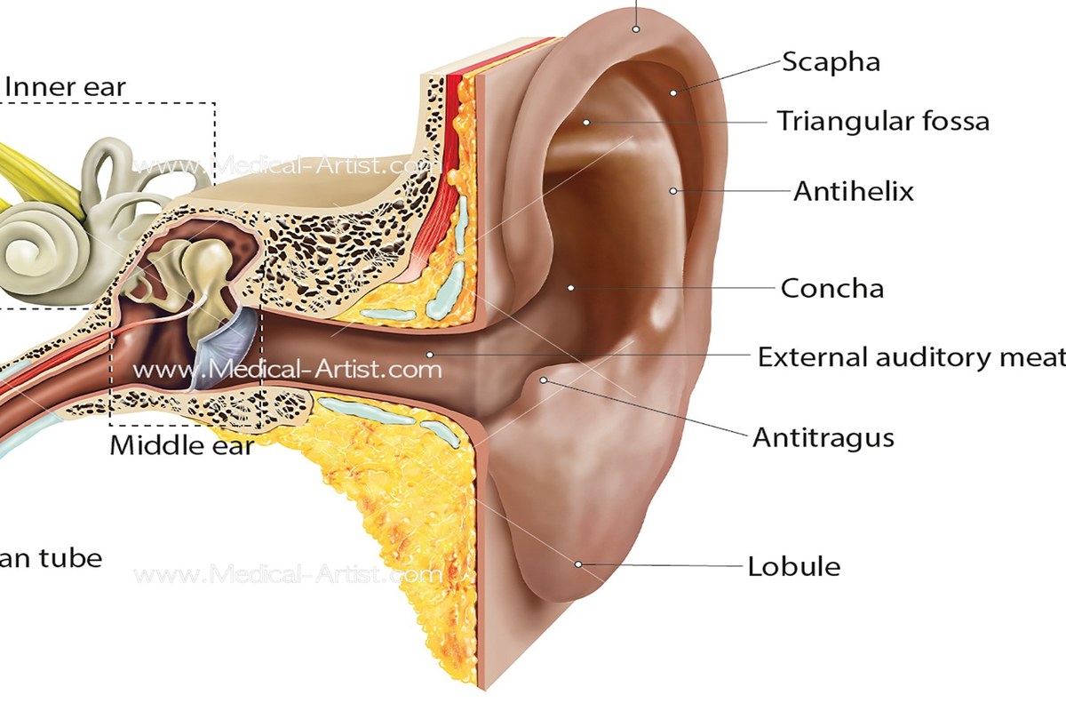 Ear health illustration for Ear Pain With Hearing Changes