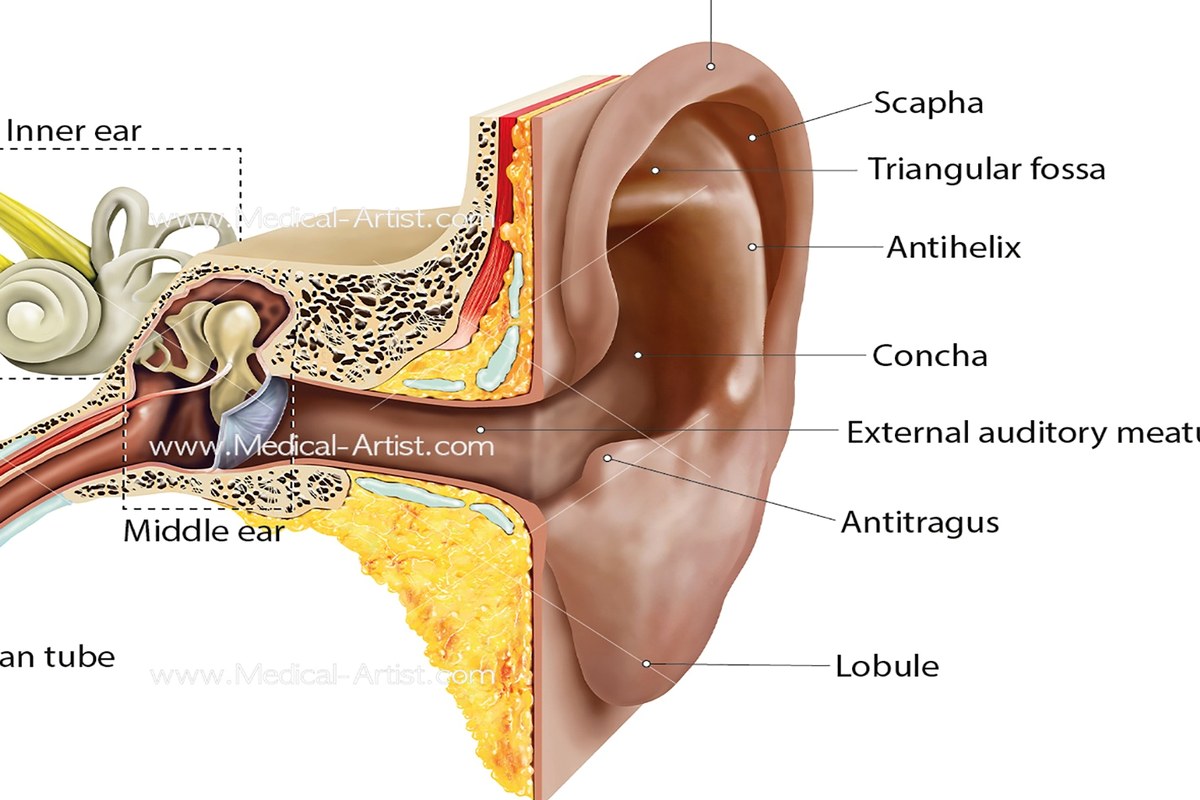 Ear health illustration for Ear Pain After Exercise