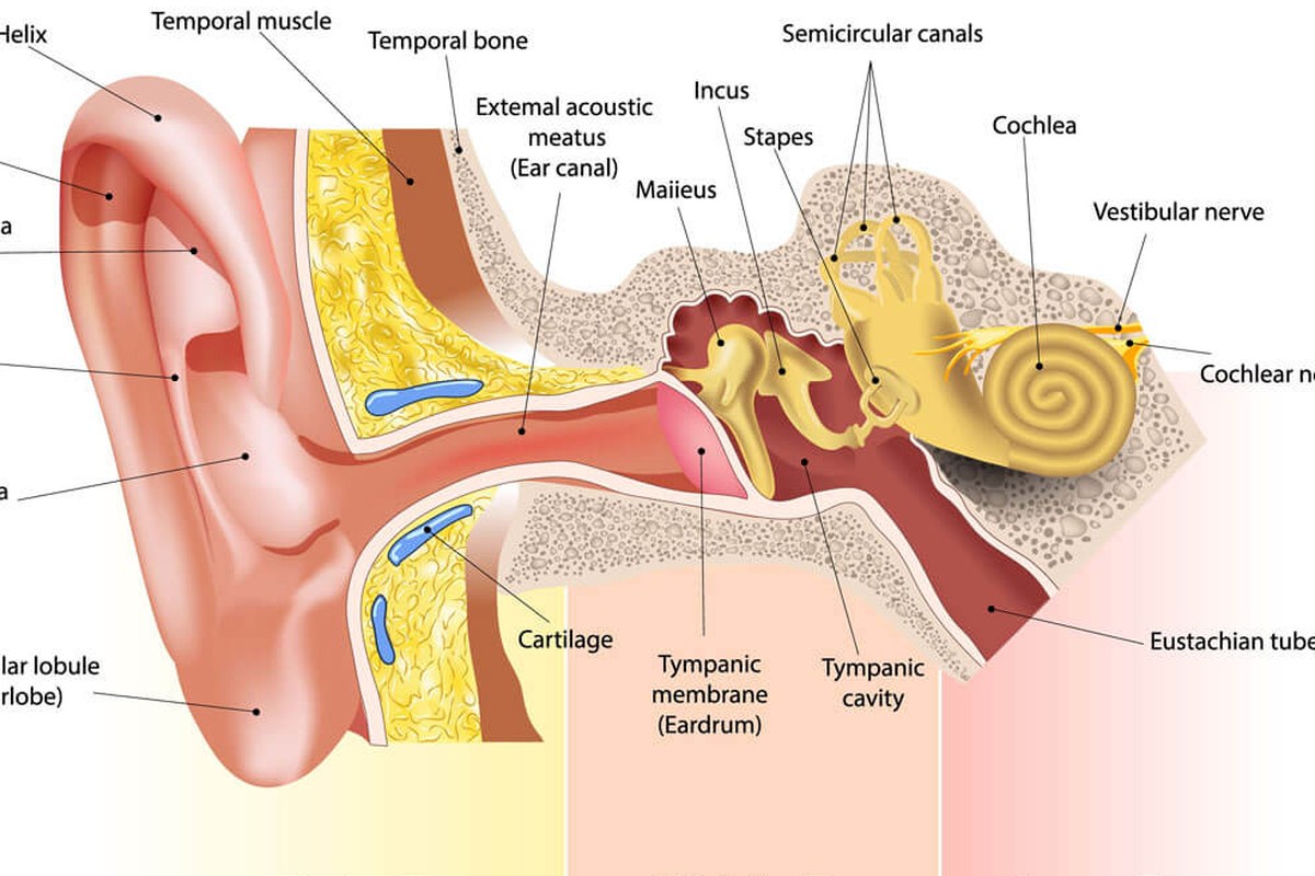 Ear health illustration for Ear Pain After Yawning
