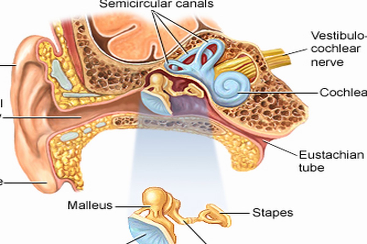 Ear health illustration for Ear Pain After Yawning