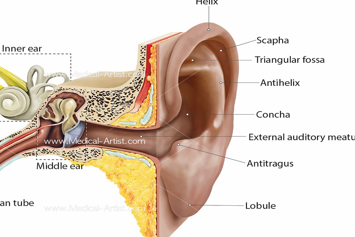 Ear health illustration for Ear Pain After Yawning