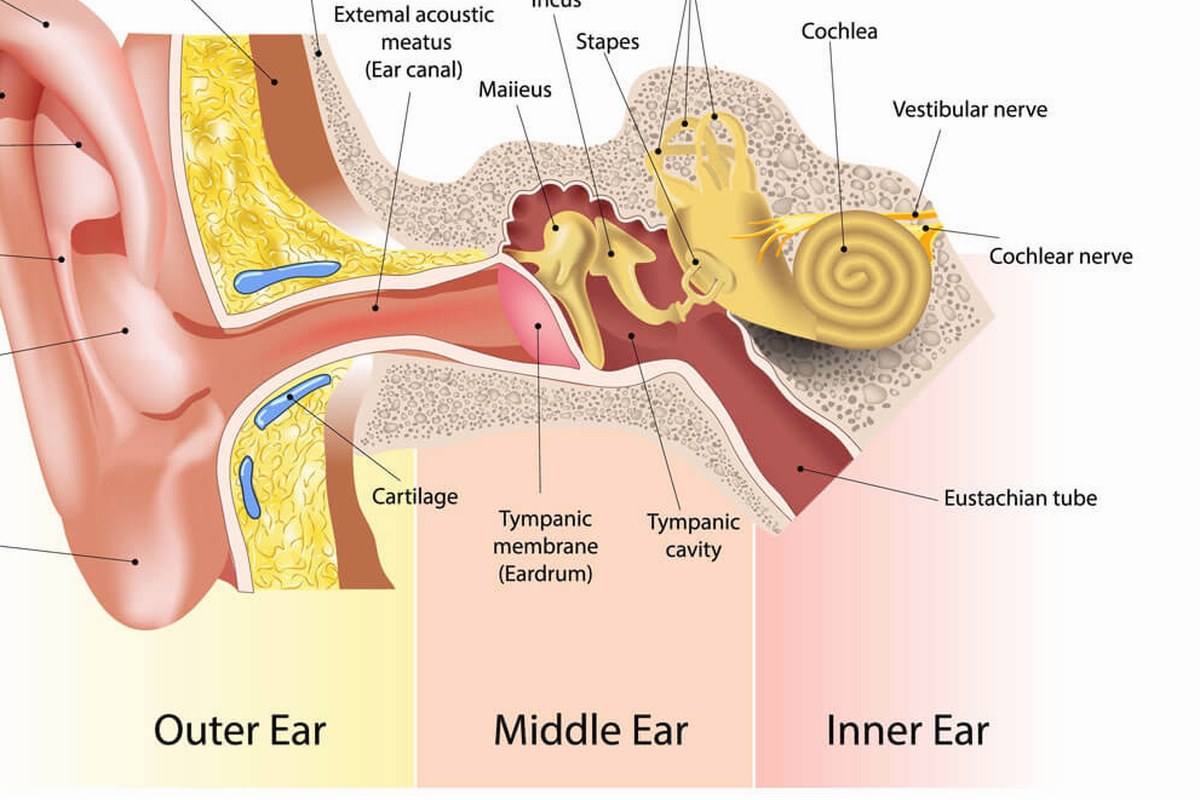 Ear health illustration for Ear Pain When Swallowing