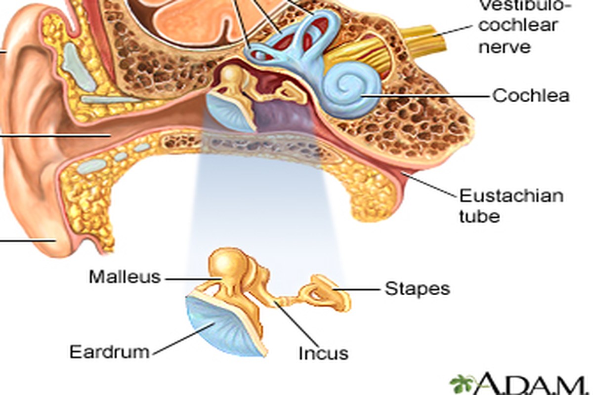 Ear health illustration for Ear Pain When Touching the Ear