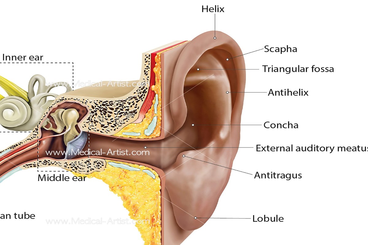 Ear health illustration for Ear Pain When Touching the Ear
