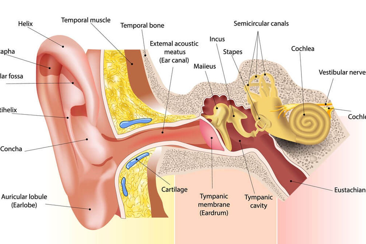 Ear health illustration for Ear Pressure on One Side