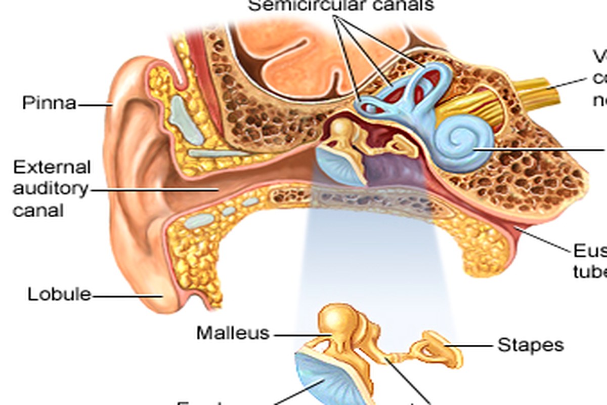 Ear health illustration for Ear Pressure on One Side