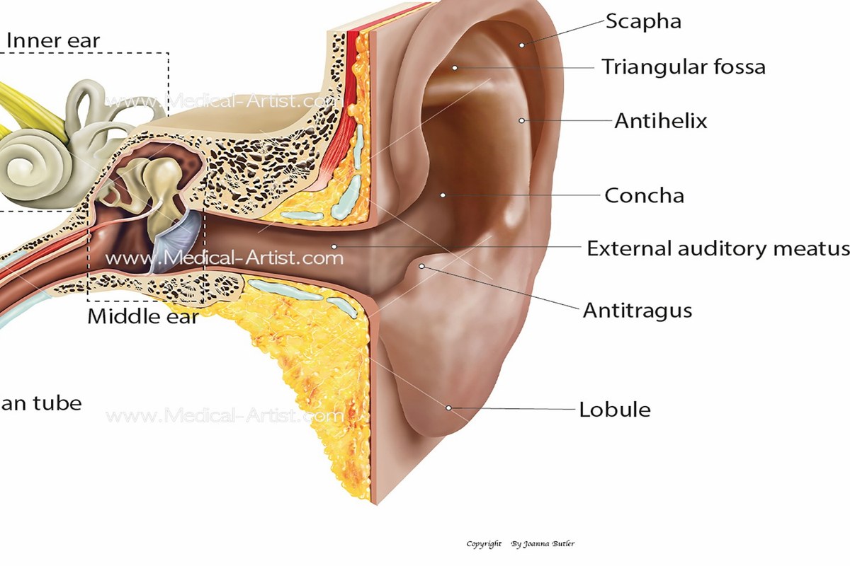Ear Pressure After a Flight