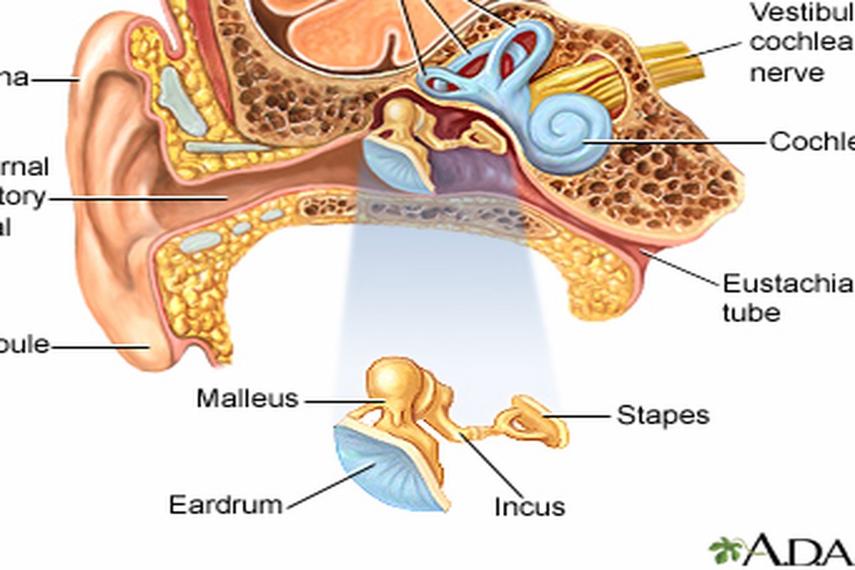 Ear health illustration for Ear Pressure With Sinus Symptoms