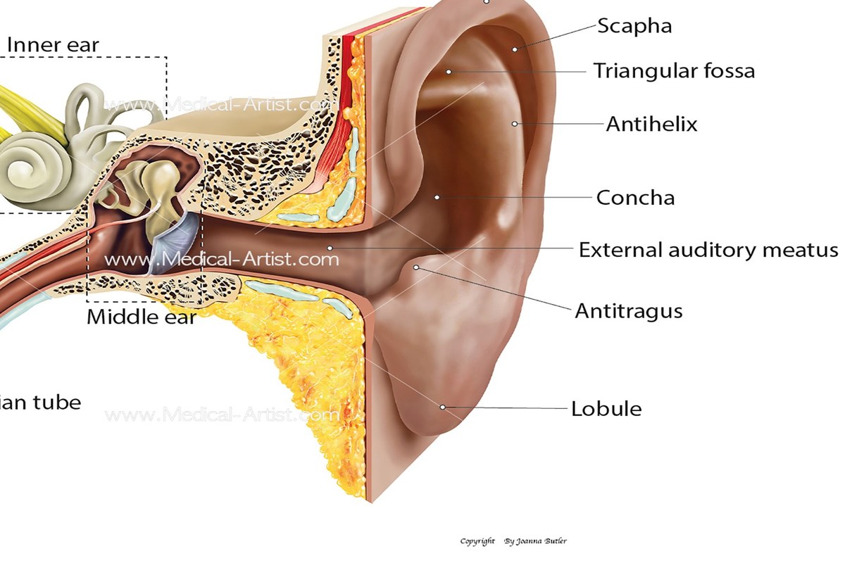 Ear health illustration for Ear Pressure With Sinus Symptoms