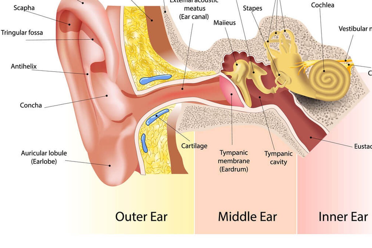 Ear health illustration for Ear Pressure and Allergies