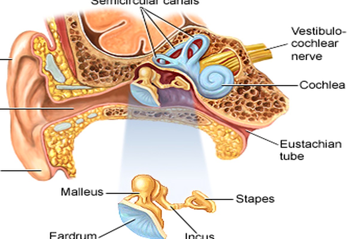 Ear health illustration for Ear Pressure and Allergies