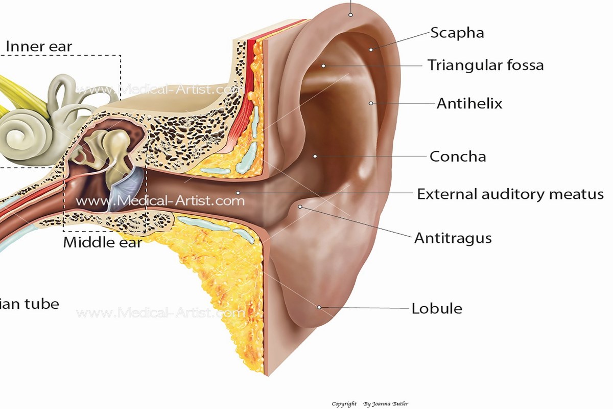 Ear health illustration for Earwax and Hearing Changes