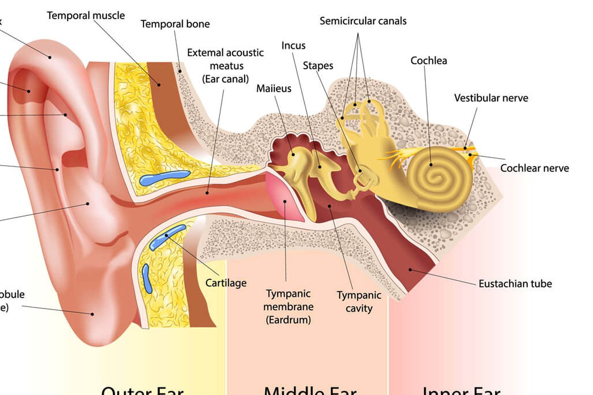 Ear health illustration for Earwax and Ear Pressure