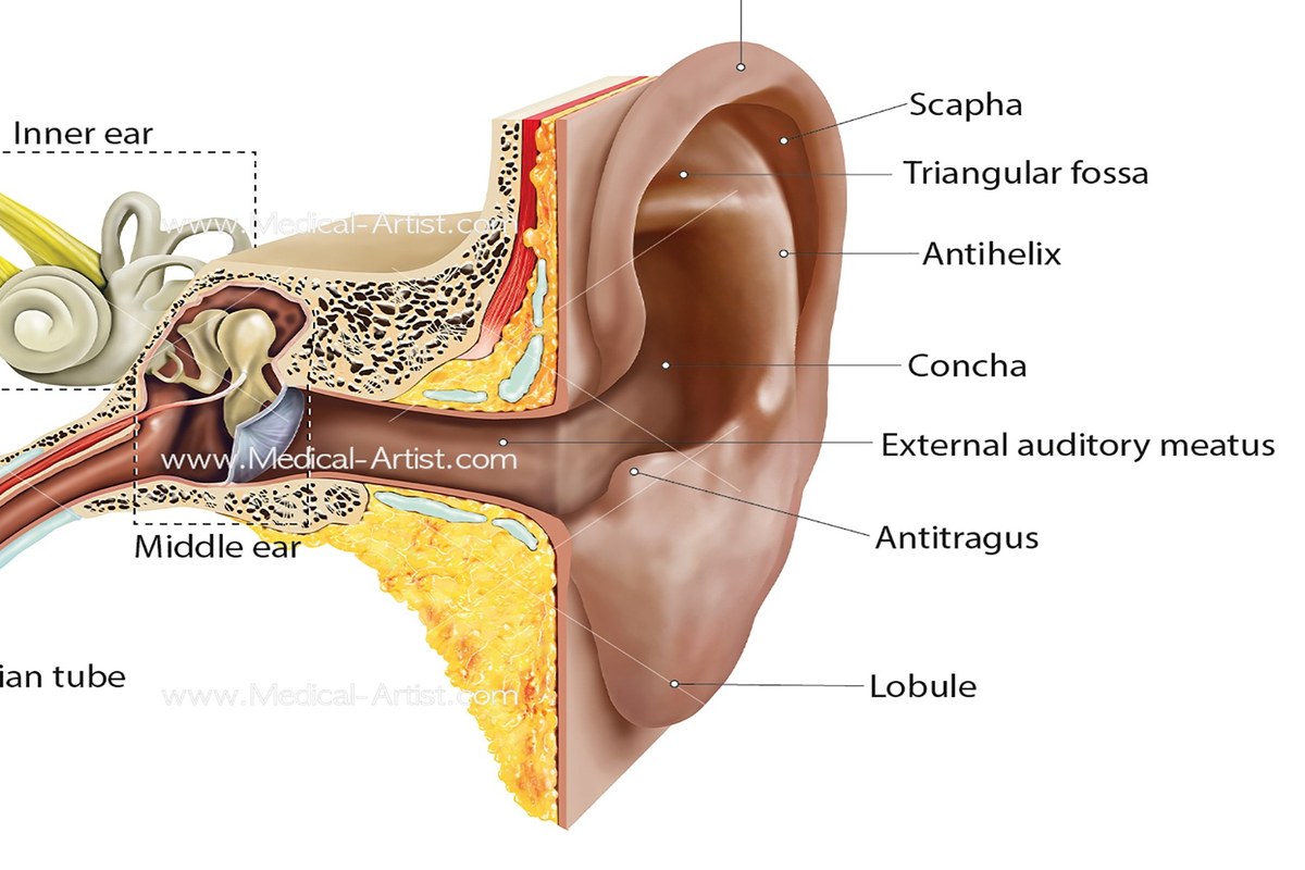 Ear health illustration for Earwax and Ear Pressure