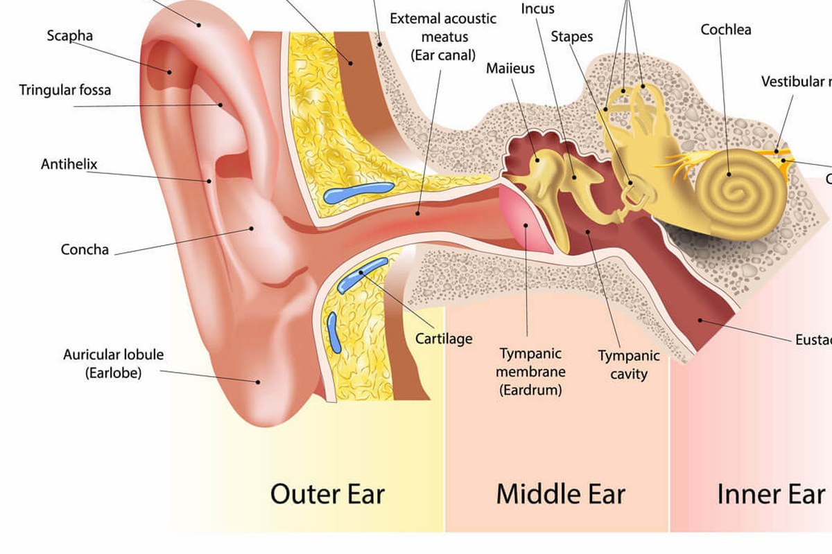 Ear health illustration for Swimmer’s Ear Prevention