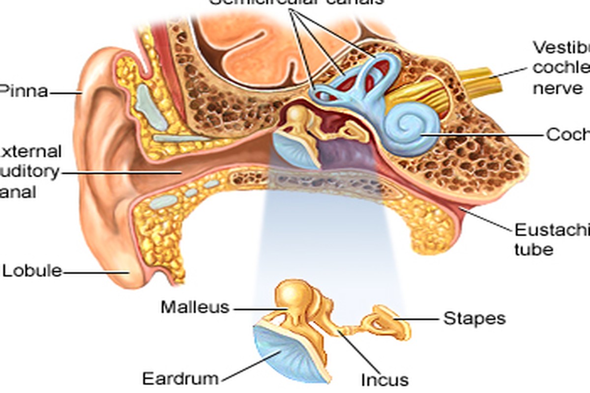 Ear health illustration for Eustachian Tube Pressure