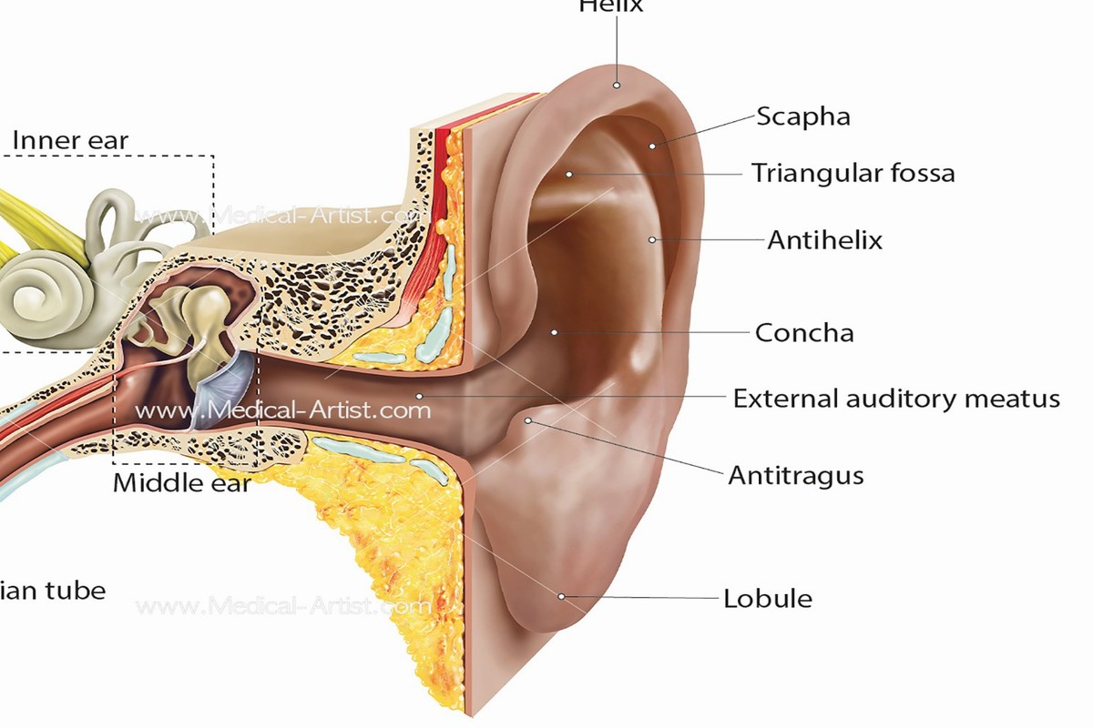 Ear health illustration for Eustachian Tube Pressure
