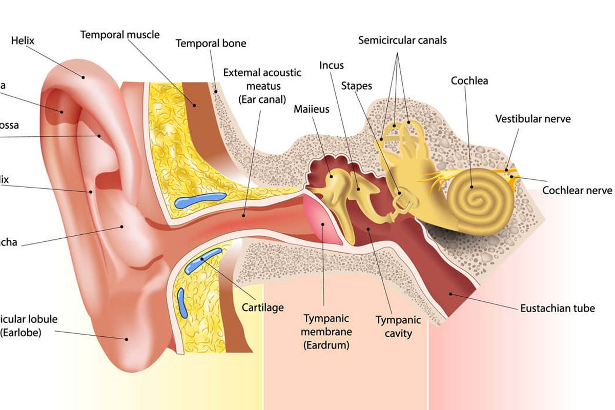Ear health illustration for When Ear Pain Needs Medical Care
