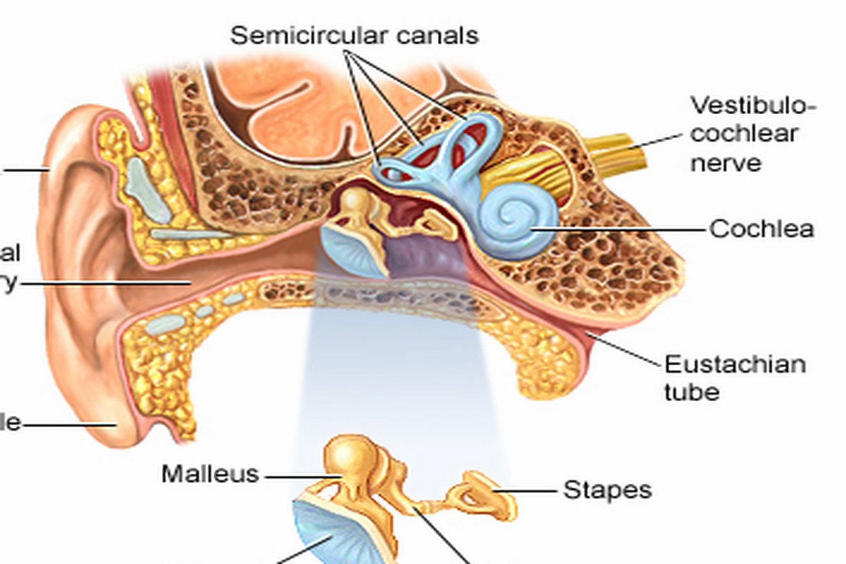Ear health illustration for When Ear Pain Needs Medical Care